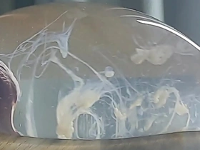 Guy cums in a condom filled with water